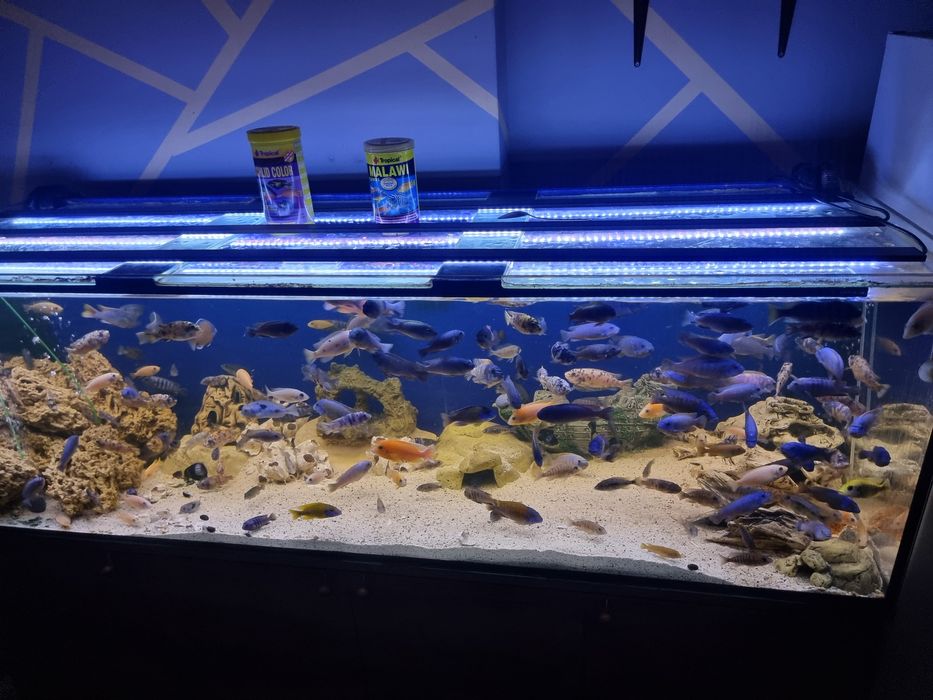 Akwarium 720l z Pyszczakami