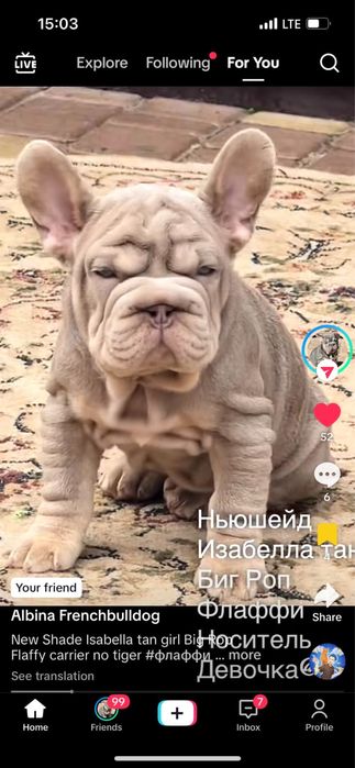 Элитная француженка биг роп ньюшейд изабелла тан флаффи носитель