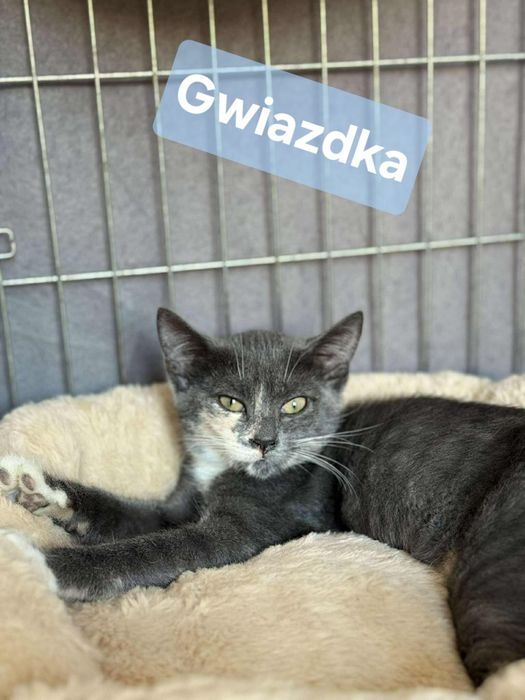 Przepiękne kotki do adopcji, kot, kotka
