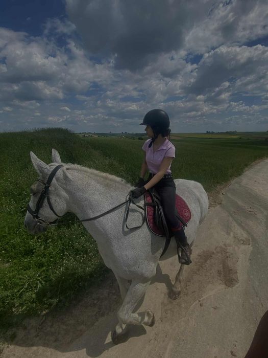 Klacz śląska sprzedam