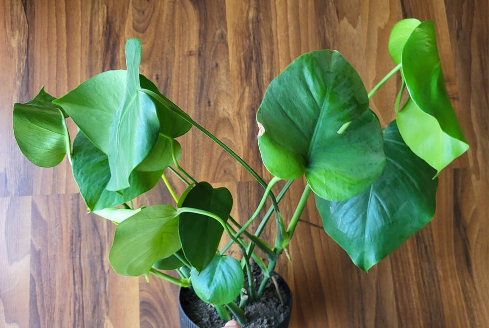 Monstera monstera