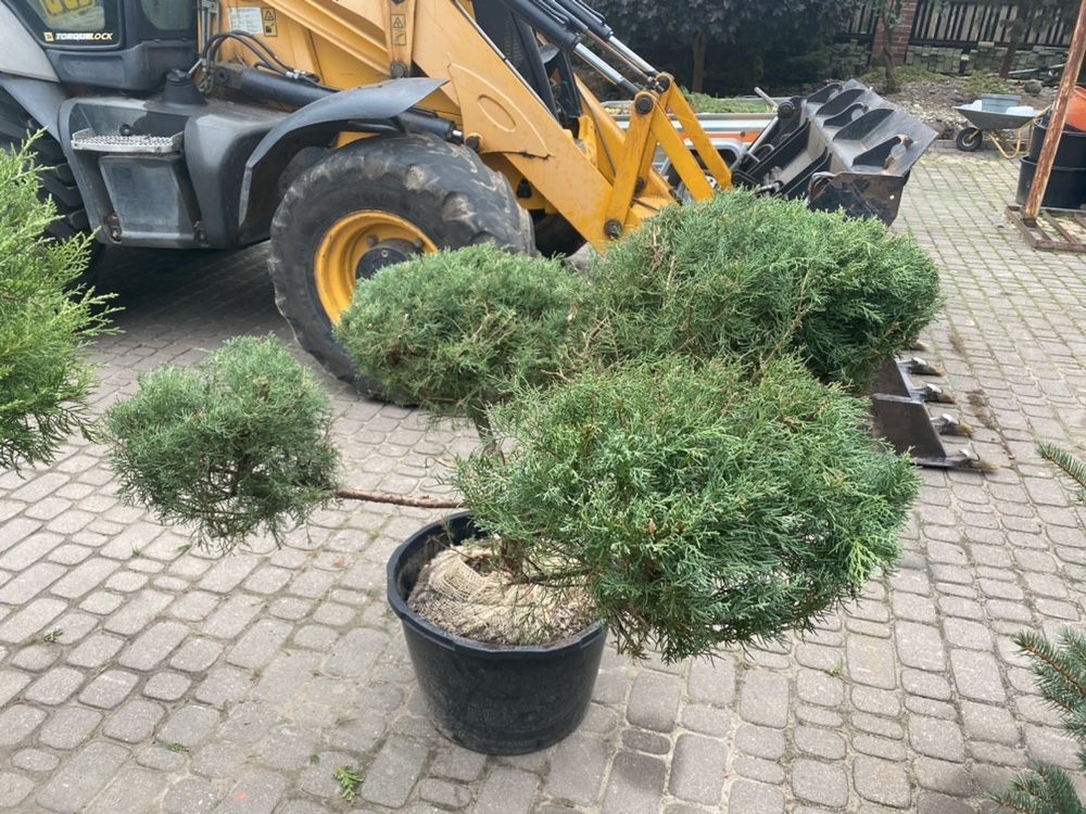 Jałowiec Formowany  BONSAI