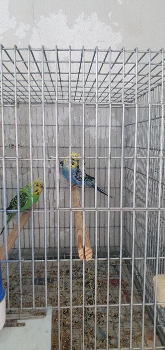 Piriquitos hagoromos