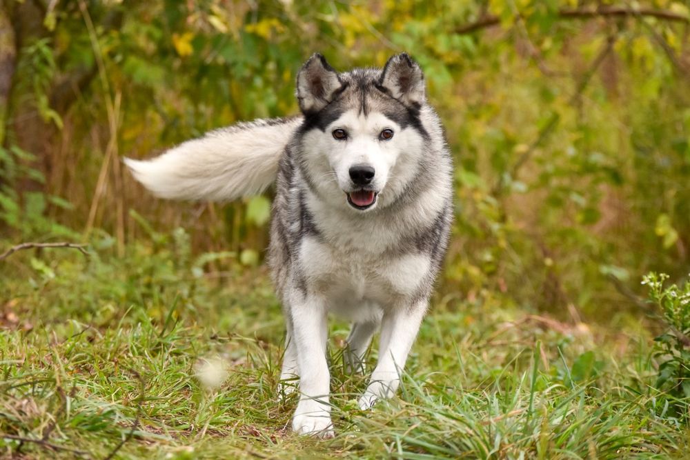 Хлопчик хаскі шукає родину