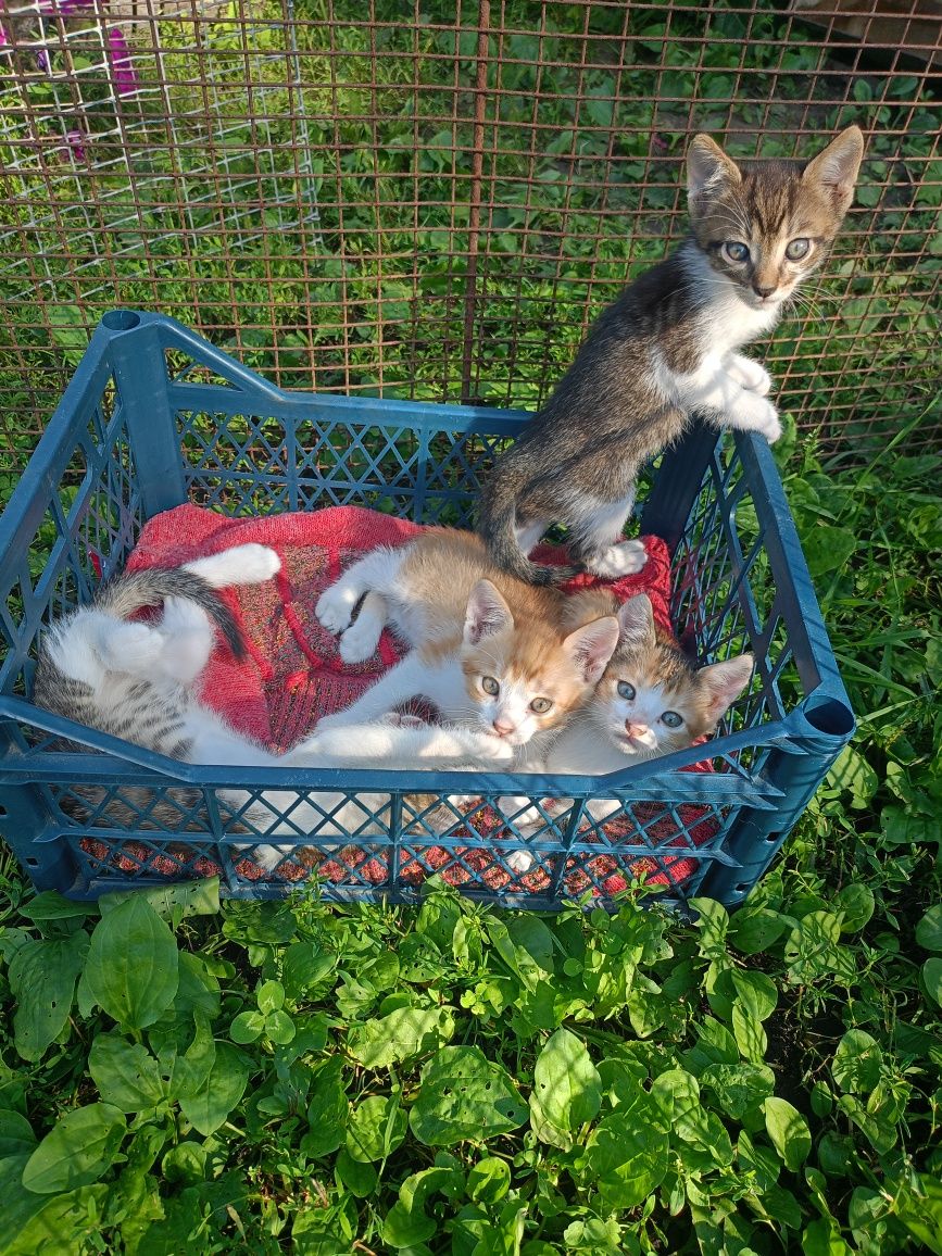Кошенята в добрі руки