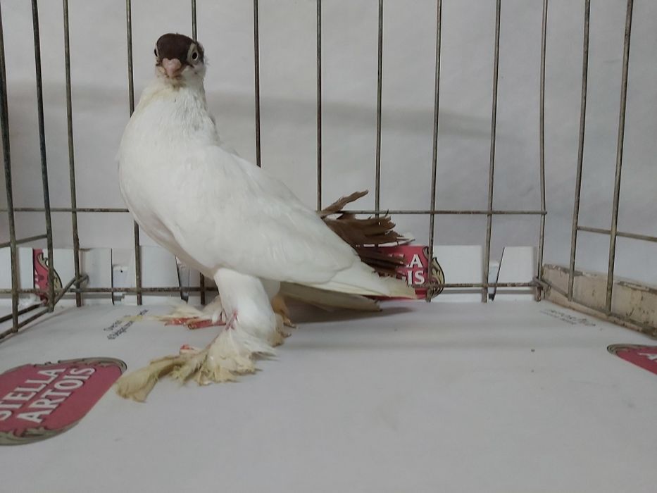 Gołębie Krymki Białostockie