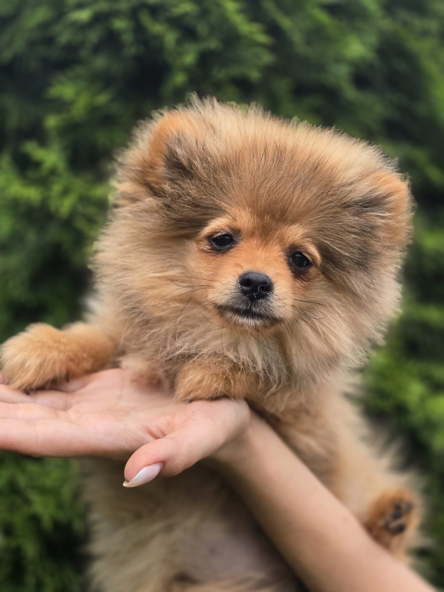 Szpic miniaturowy POMERANIAN suczka metryka chip Do odbioru