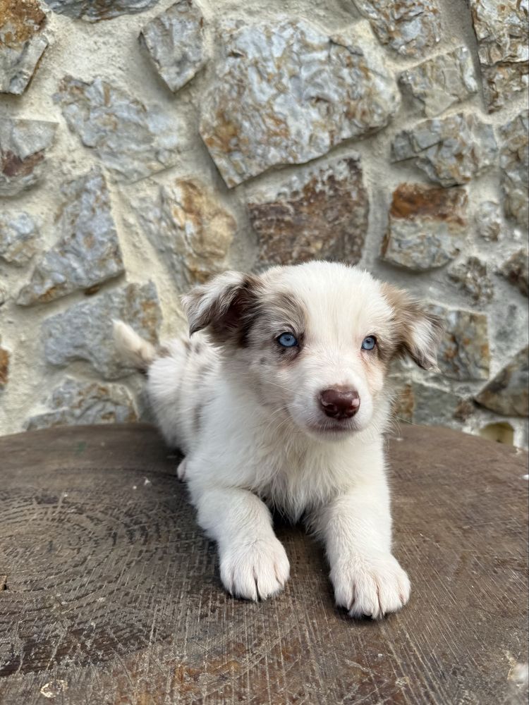 Border collie Merle