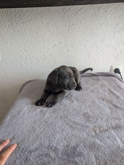 Cane corso fêmea cinzenta