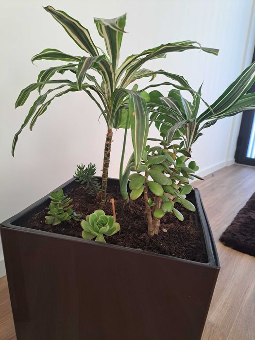 Vendo vaso com planta de interior