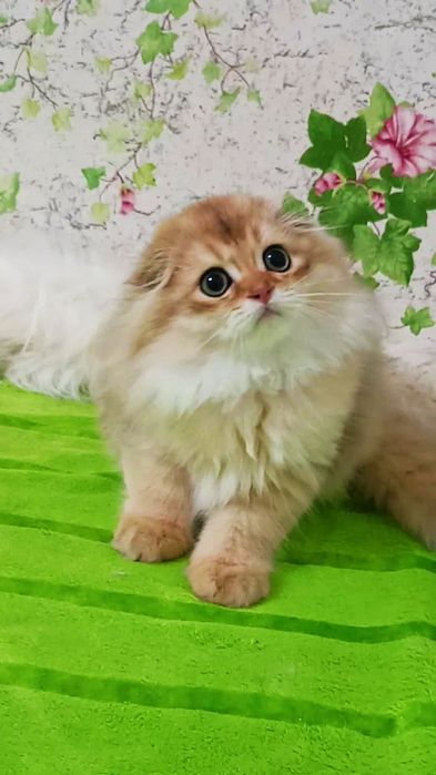 Неймовірний красунчик золота шиншила Хайленд