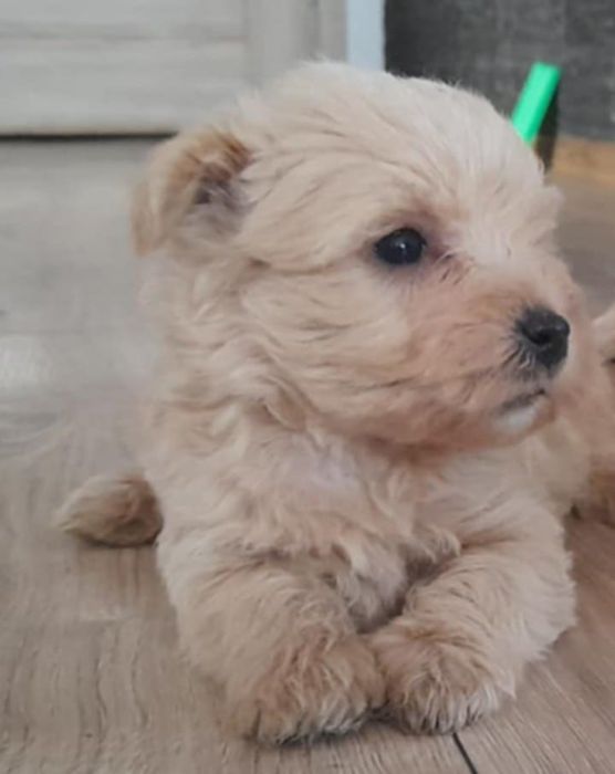 Szczeniaczek Westiepoo
