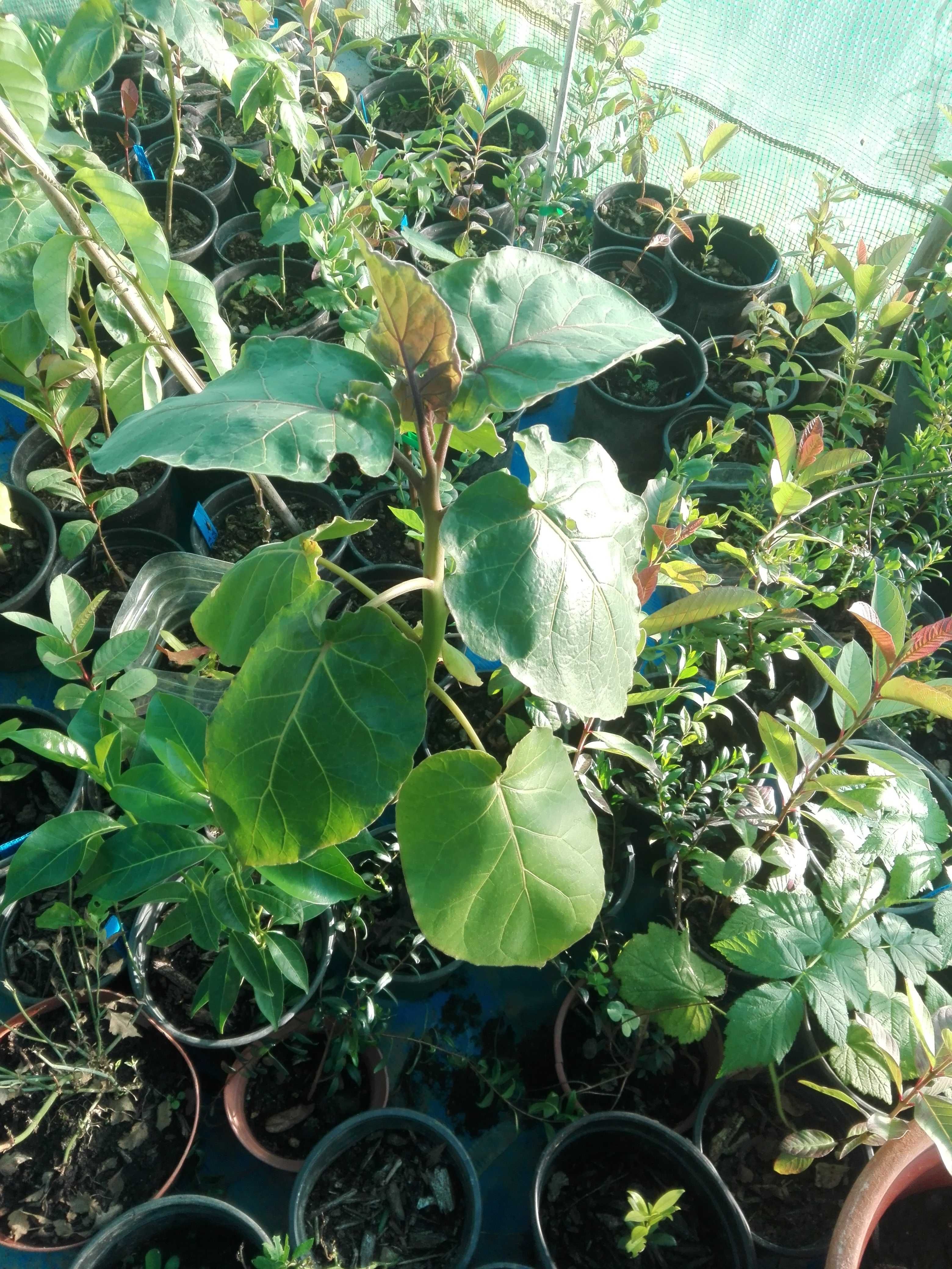 Tamarilho laranja pronto para ir para a terra