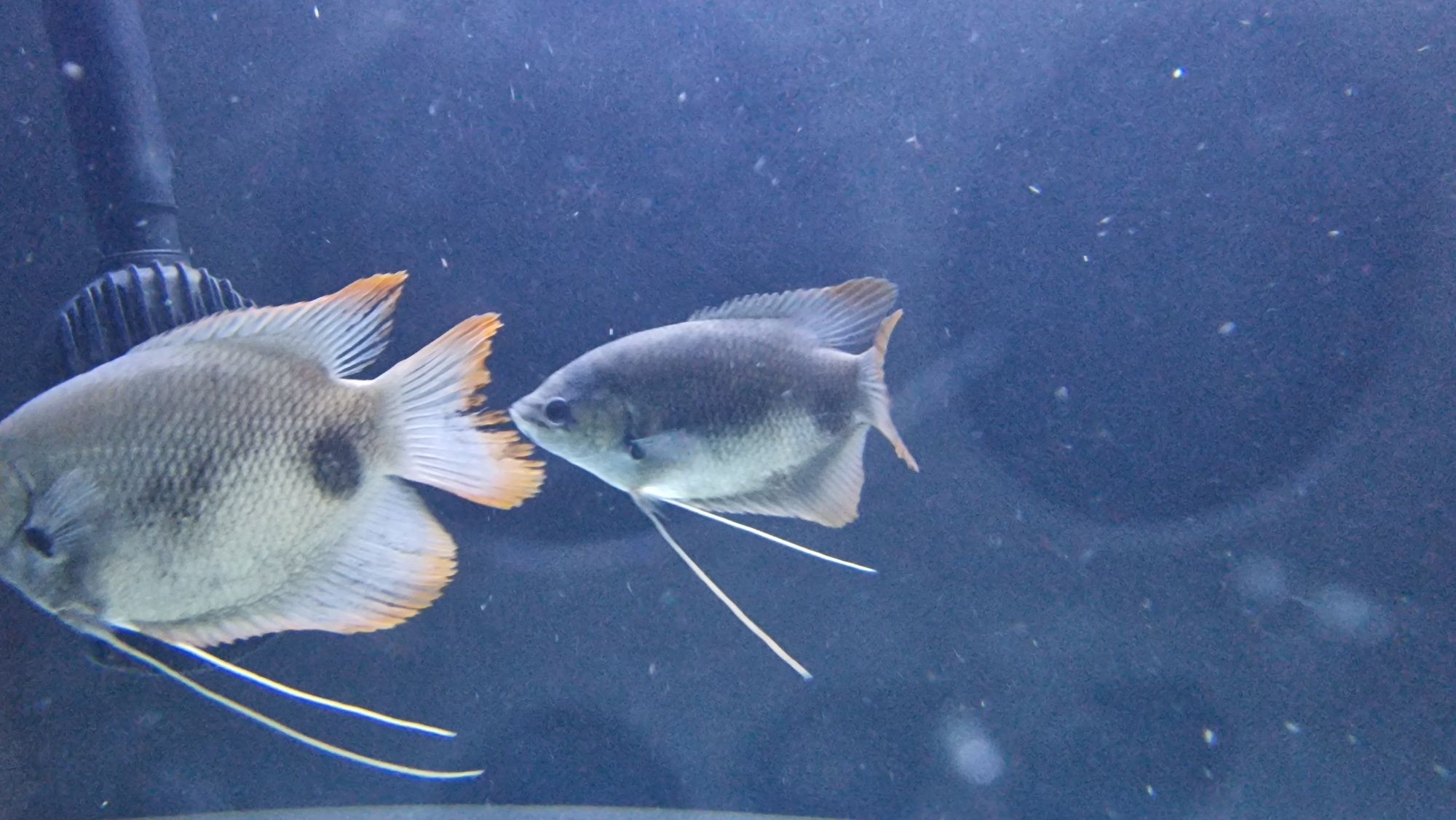 Gourami red tail