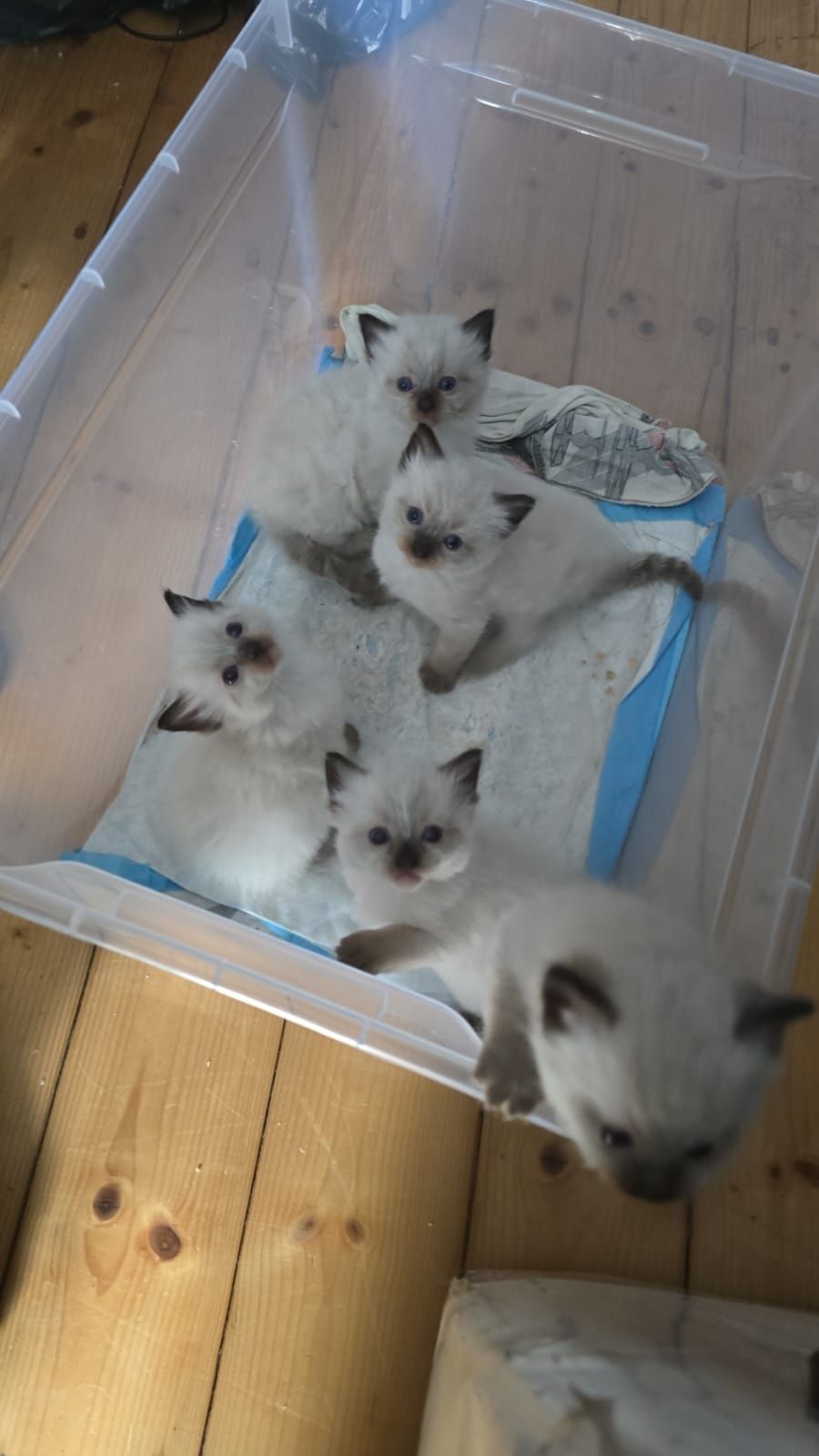 Ragdoll kotek rodowodowy