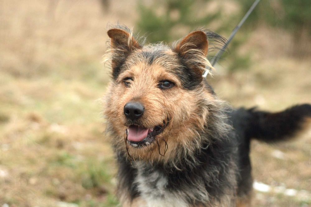 RAZER - żywiołowy, terierkowy, idealny dla aktywnych