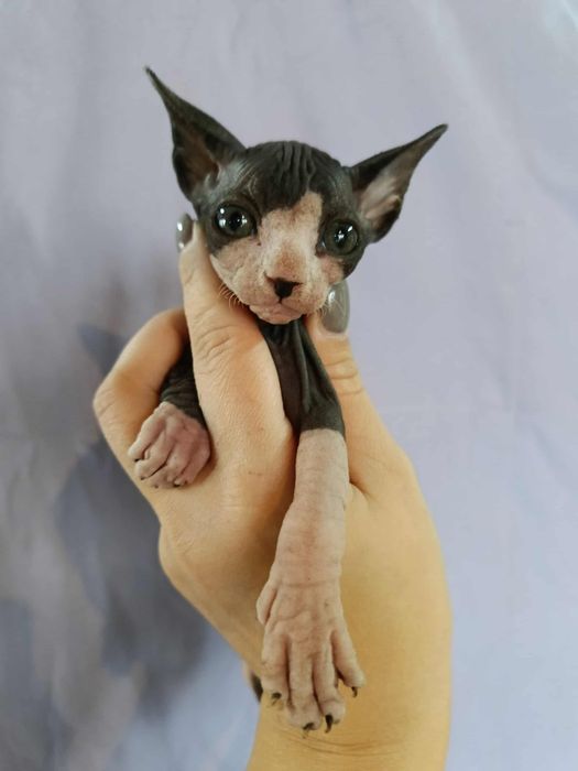 Sfinks Kanadyjski - kocięta