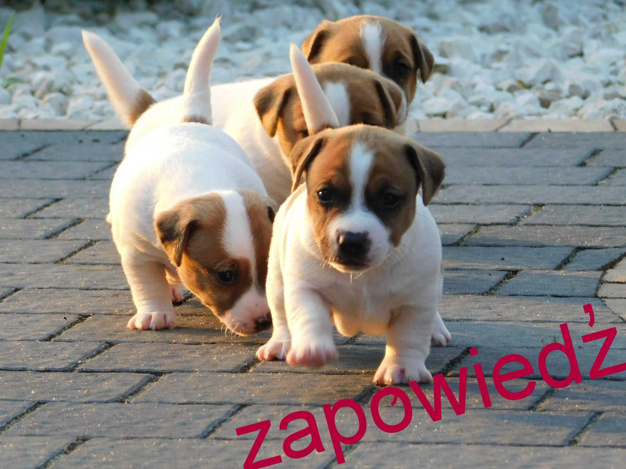 PIESEK Jack Russell Terrier z hodowli BREFIO/ badania genetyczne