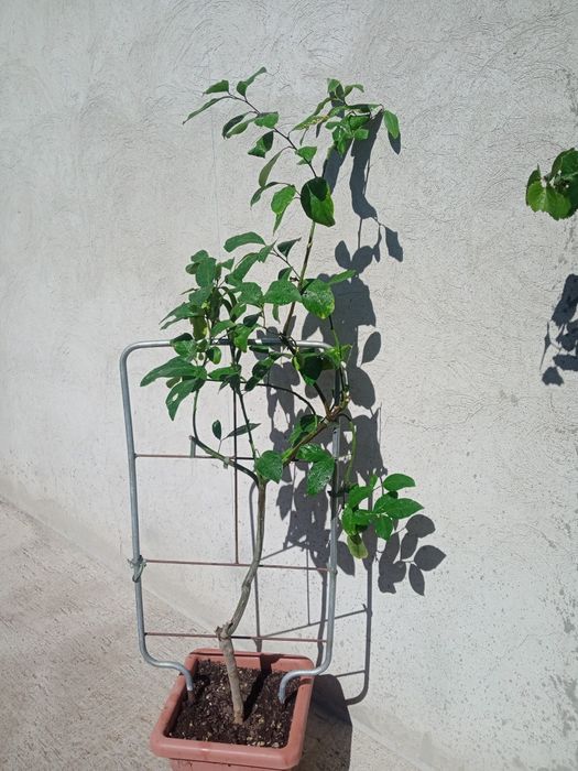 Продам дерево лимон ( с лимоном))