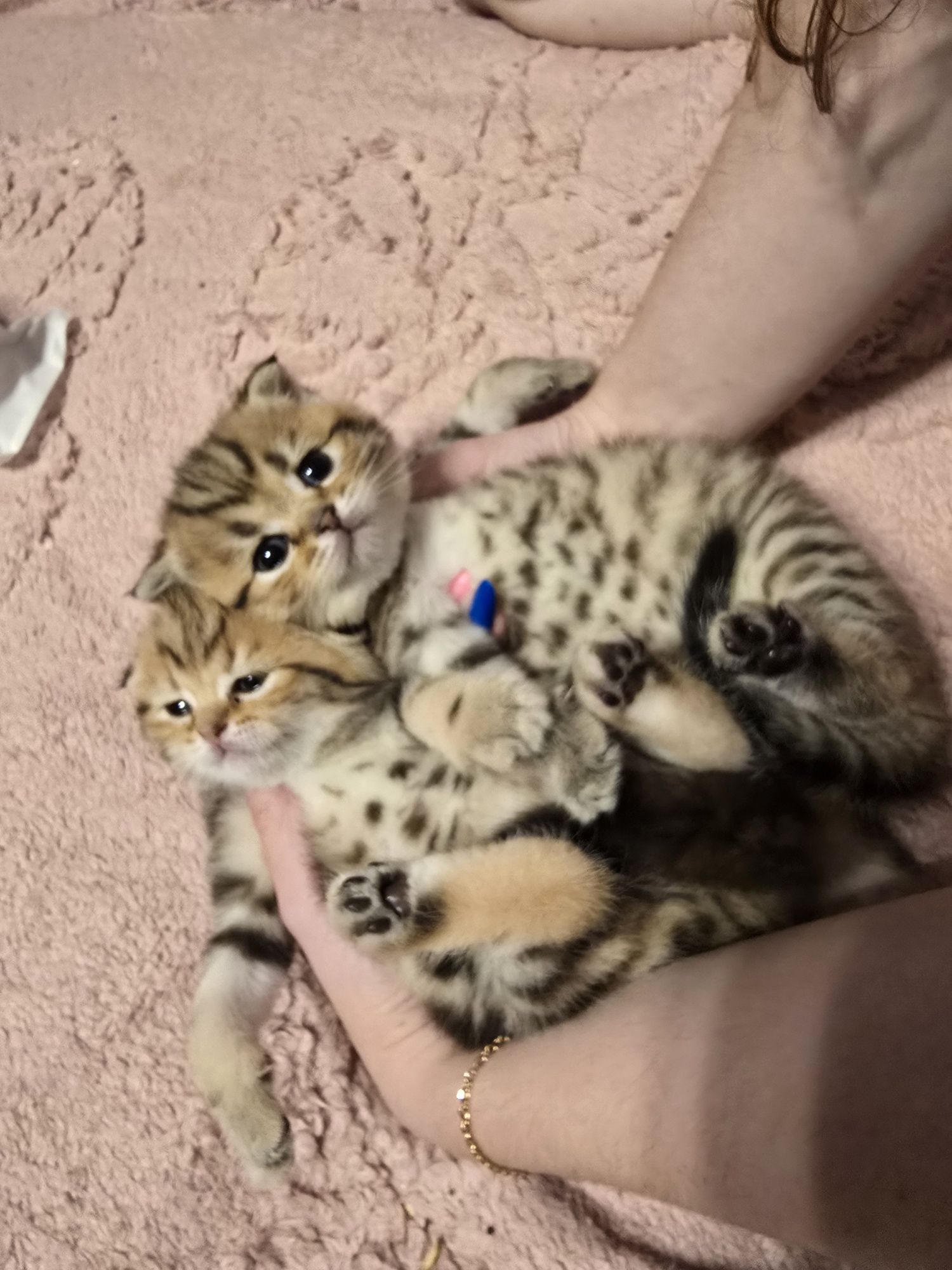 Шотландские котята вислухие и прямоухие