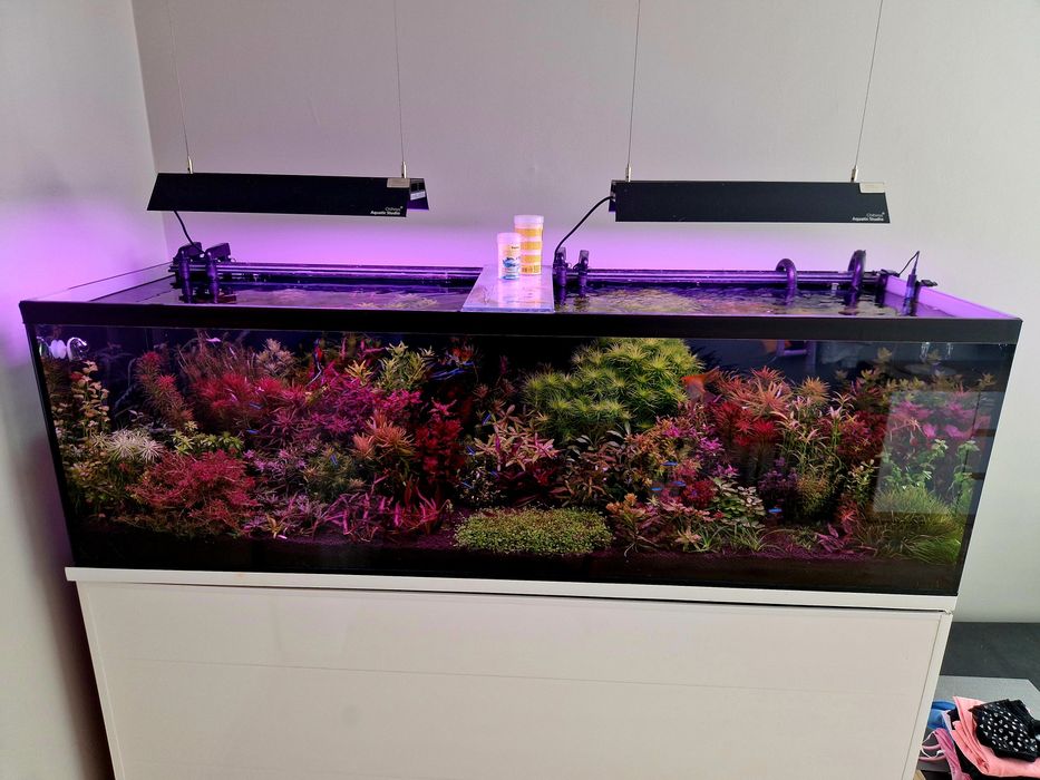 Roślina Rotala Singapure Red