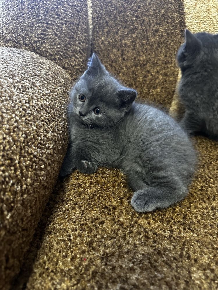 Котики#Шотландці