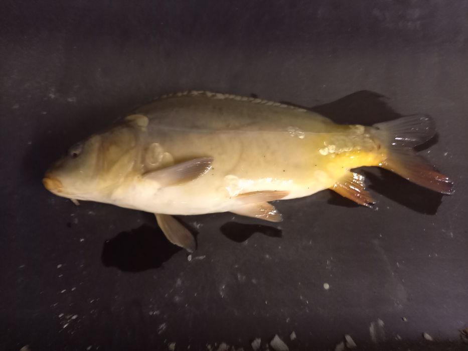 Karp golec z własnego stawu