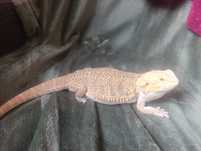 Agama brodata samica