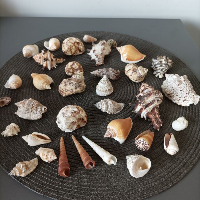 Muszelki sprzedam polecam