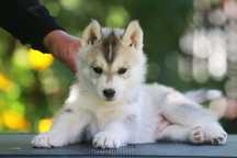 Siberian Husky FCI ZKwP
