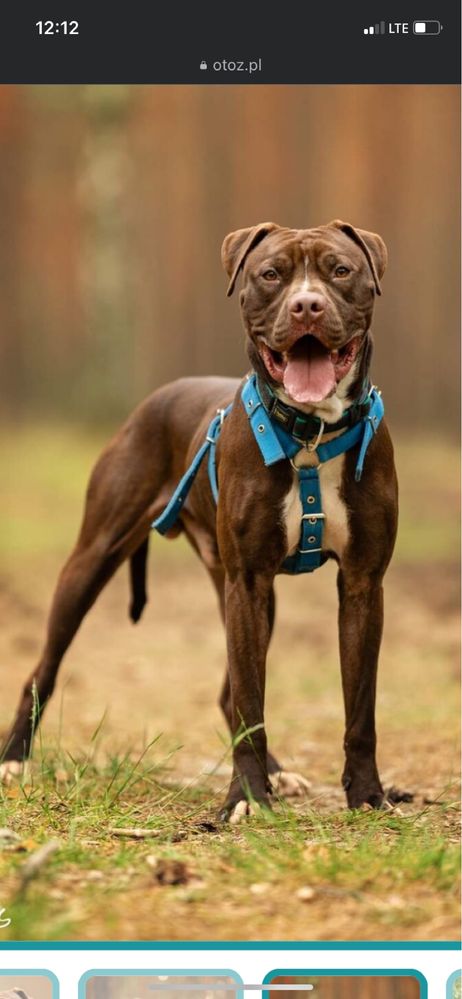 Cudowny Pit bull  red nose Magnus