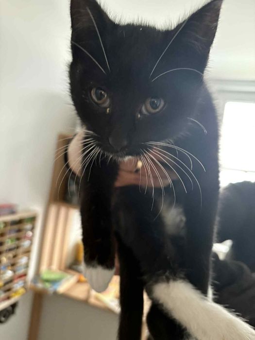 Kocurek wypatruje domku