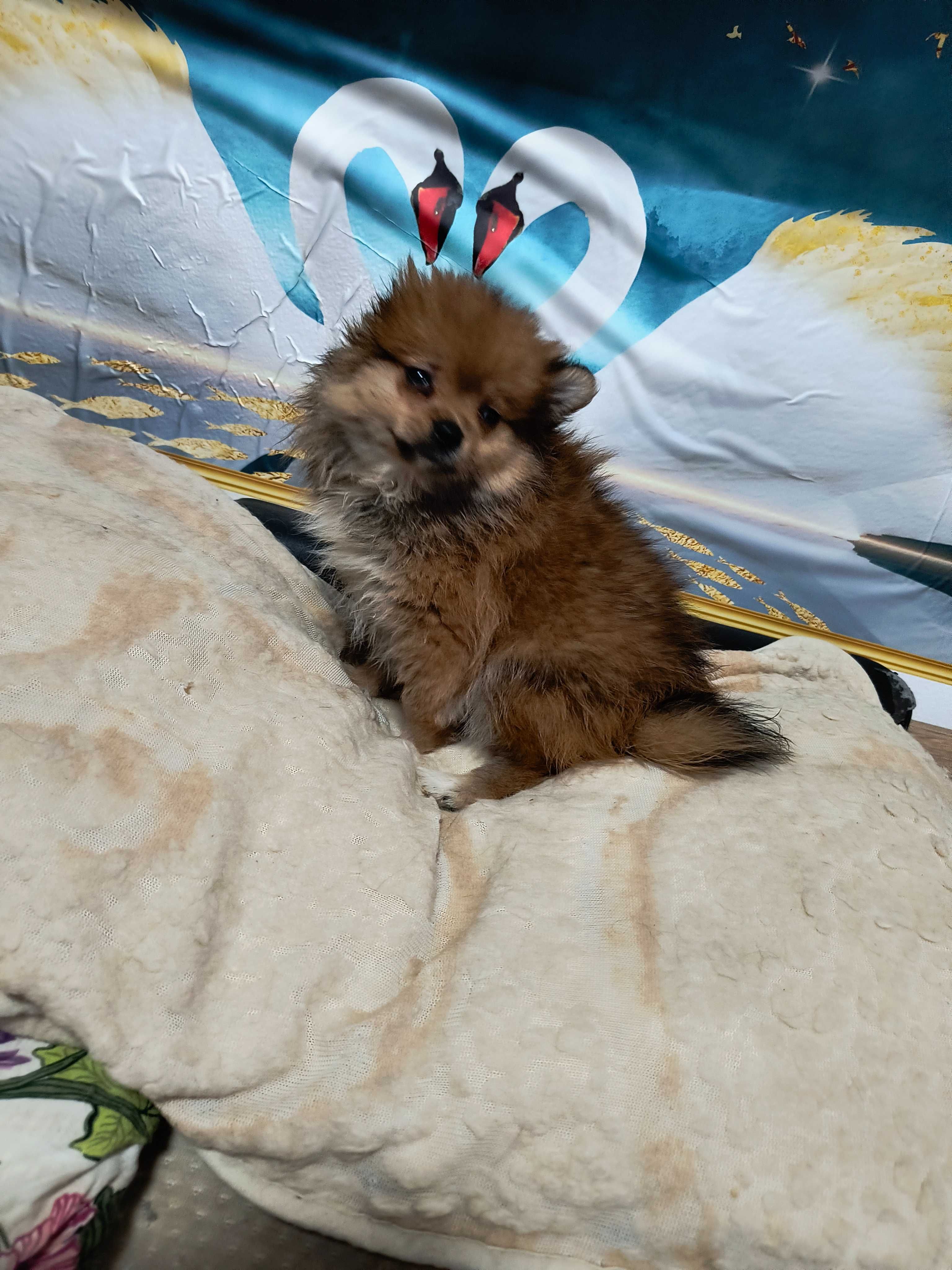 Pomeranian śliczny rasowy  piesek.