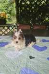 Yorkshire Terrier Biewer uroczy piesek york