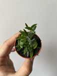 Ficus punctata Panama pnącze do terrarium