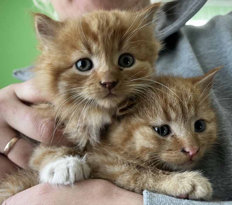 Віддам котиків безкоштовно:)