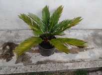 Planta Palmeira sagu