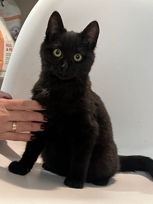 Котичек в добрые руки