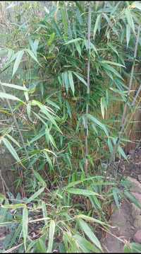 Sadzonki bambusa mrozoodpornego