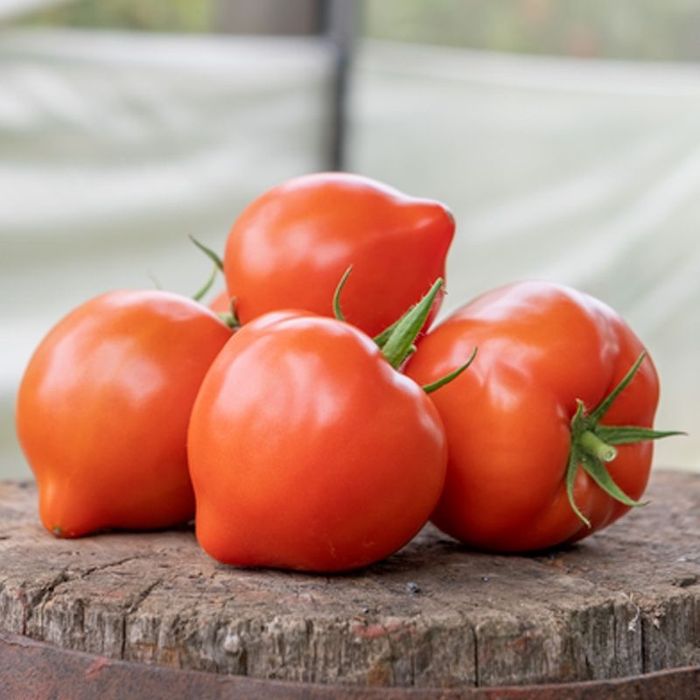 Семена Насіння помідор ПЕКОНЕТ F1  PEKONET F1 помидор 2025року