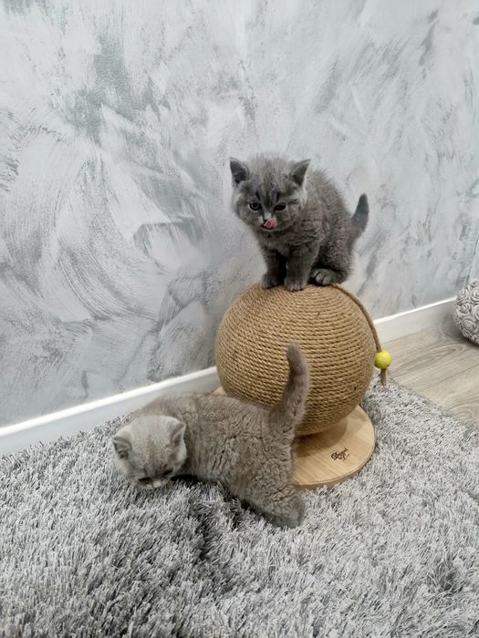 Kot Brytyjski   krótkowłosy