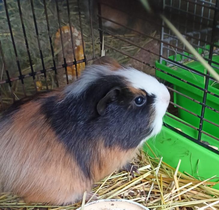 Oddam za darmo świnke morską