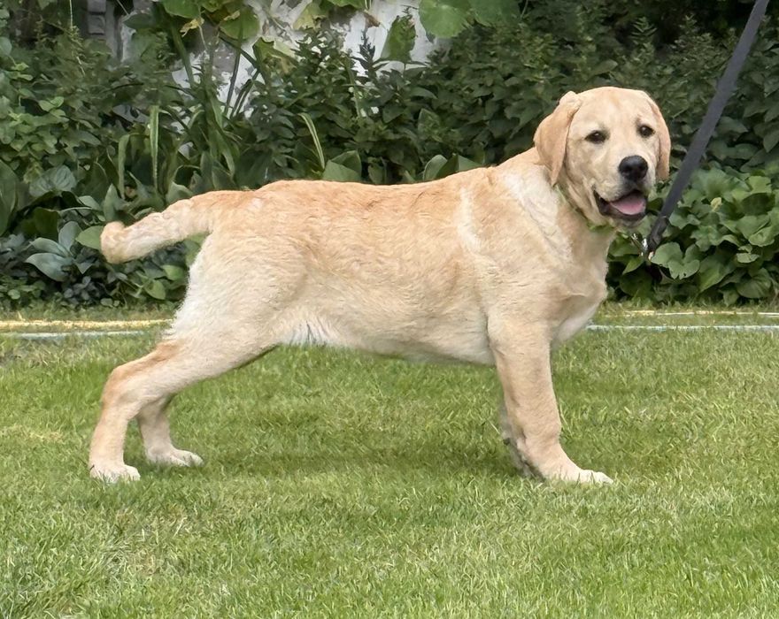 Labrador retriever OWEN Passion Dog ZKwP