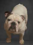 Buldog angielski Fci/Zkwp