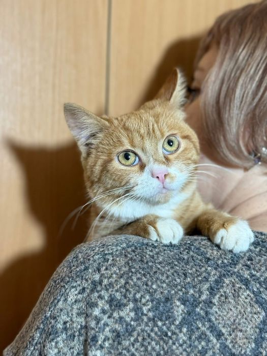 Хлопчик кошеня Джері 3-4 місяці вакцинований