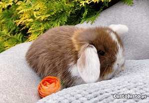 Diamantes gold, tricolores