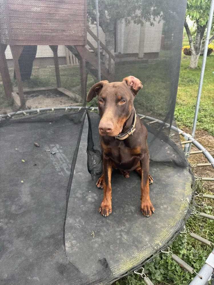 Pies w typie dobermana roczny