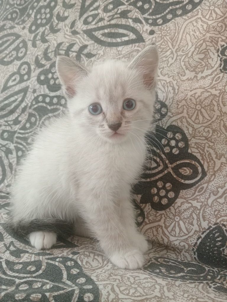 Котики в добрі руки