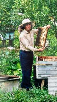 Пасіка, бджоли, вулики з сім'ями, мед