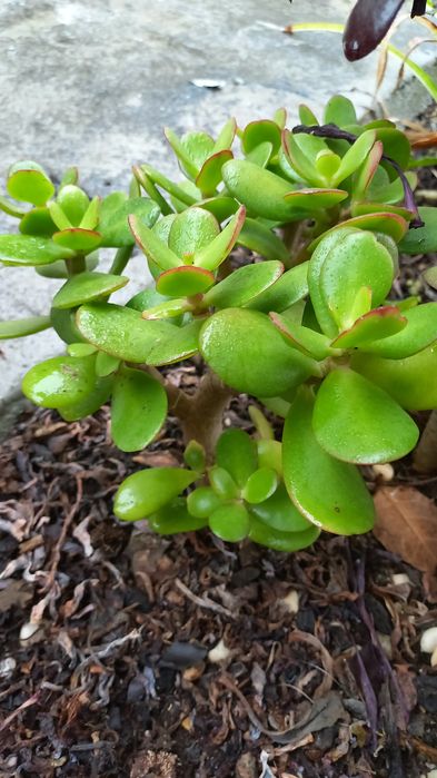 Planta de Jade bem enraizada